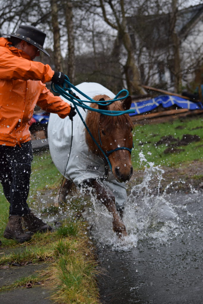 Nemo beim Extreme Trail durchs Wasser