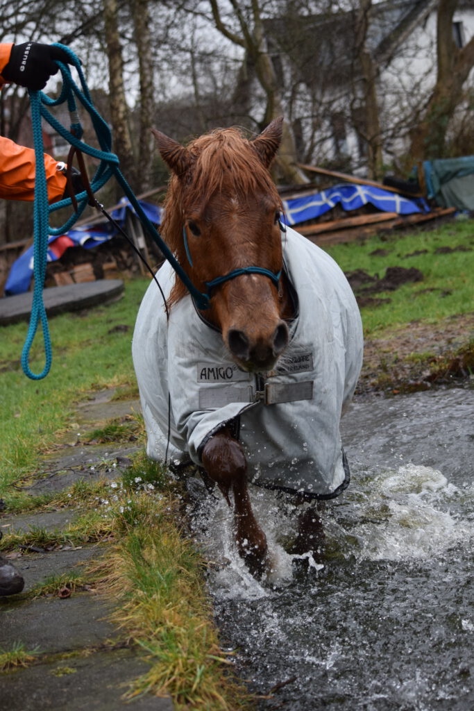 Nemo beim Extreme Trail durchs Wasser