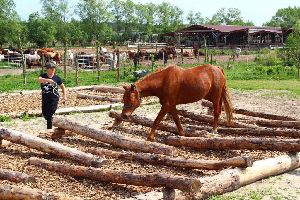 Melanie mit Nemo im Extreme Trail Hindernis mit vielen Baumstämmen (Hühnerleiter)